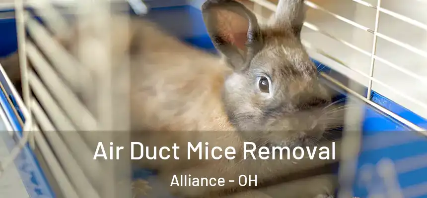 Air Duct Mice Removal Alliance - OH